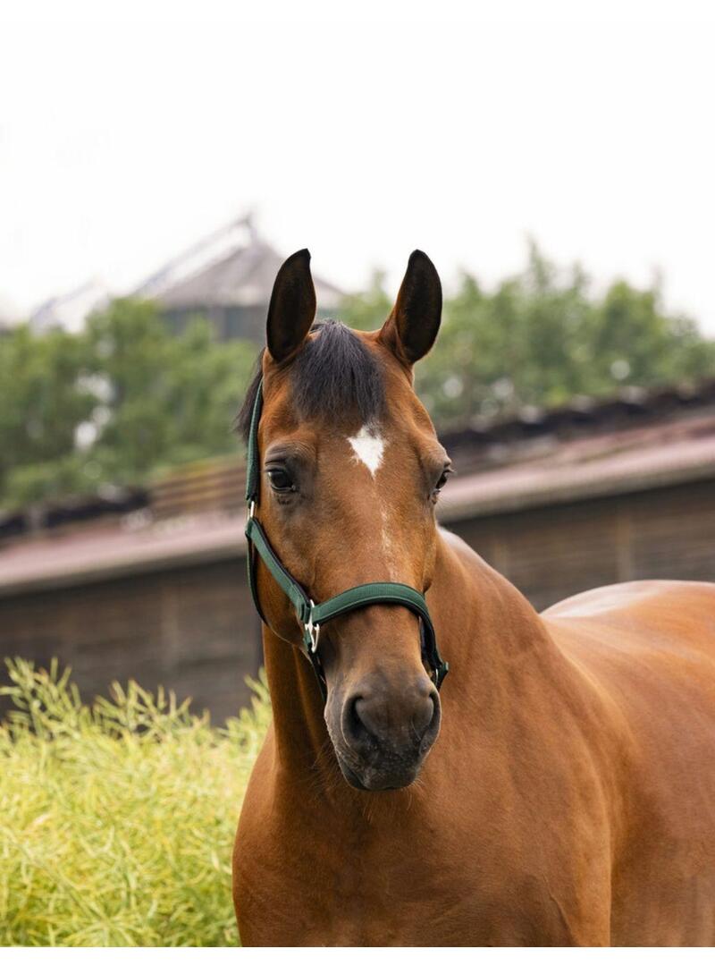 Cabezada cuadra Equitheme 'Air' Negro