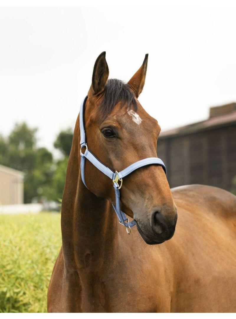 Cabezada cuadra Equitheme 'Air' Negro