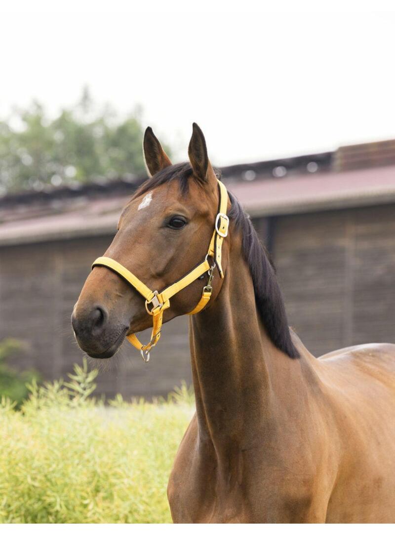 Cabezada cuadra Equitheme 'Air' Amarillo