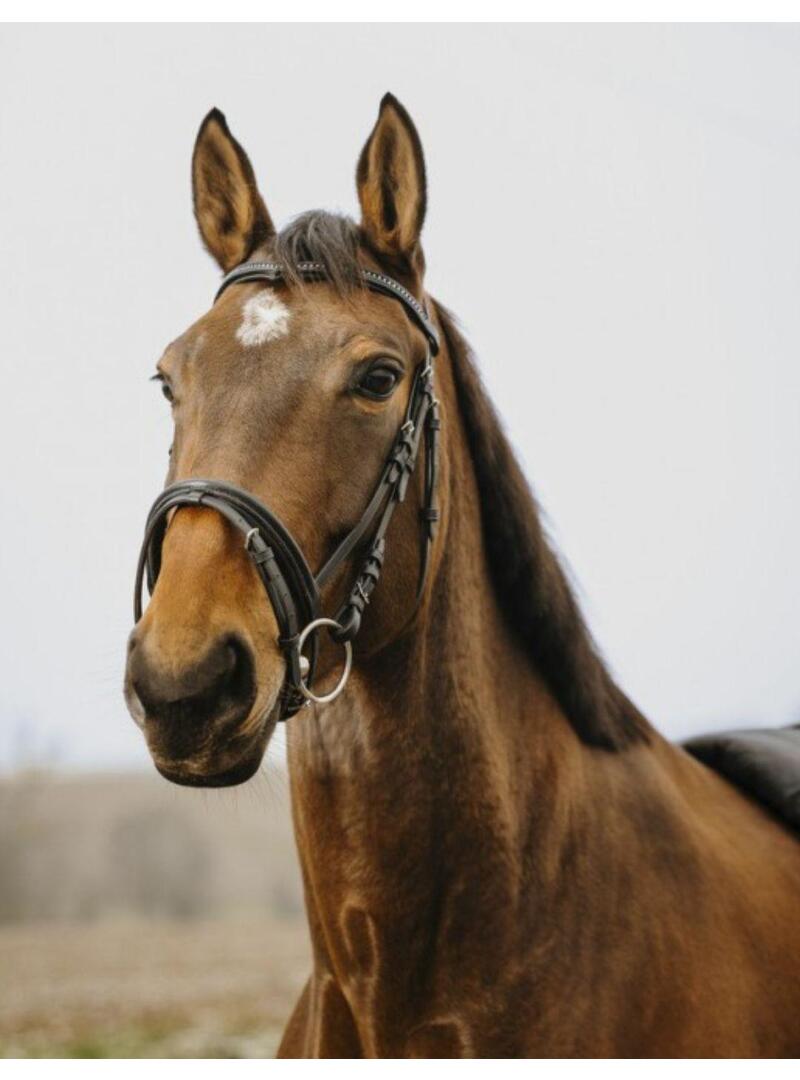 Cabezada de Montar Norton Club Strass V Negro