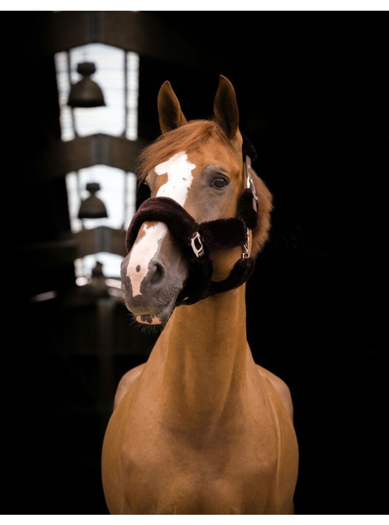 Cabezada de cuadra con borreguillo "Teddy" Negro/Marrón