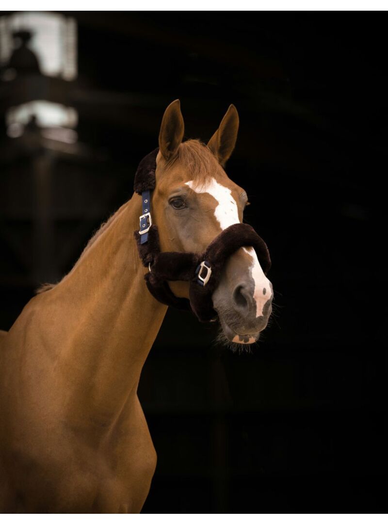 Cabezada de cuadra con borreguillo "Teddy" Negro/Marrón