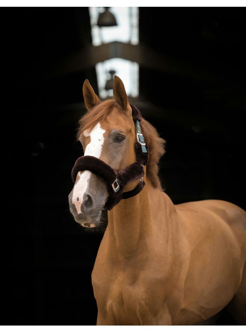 Cabezada EQUITHÈME 'Teddy'-Marino/Crudo