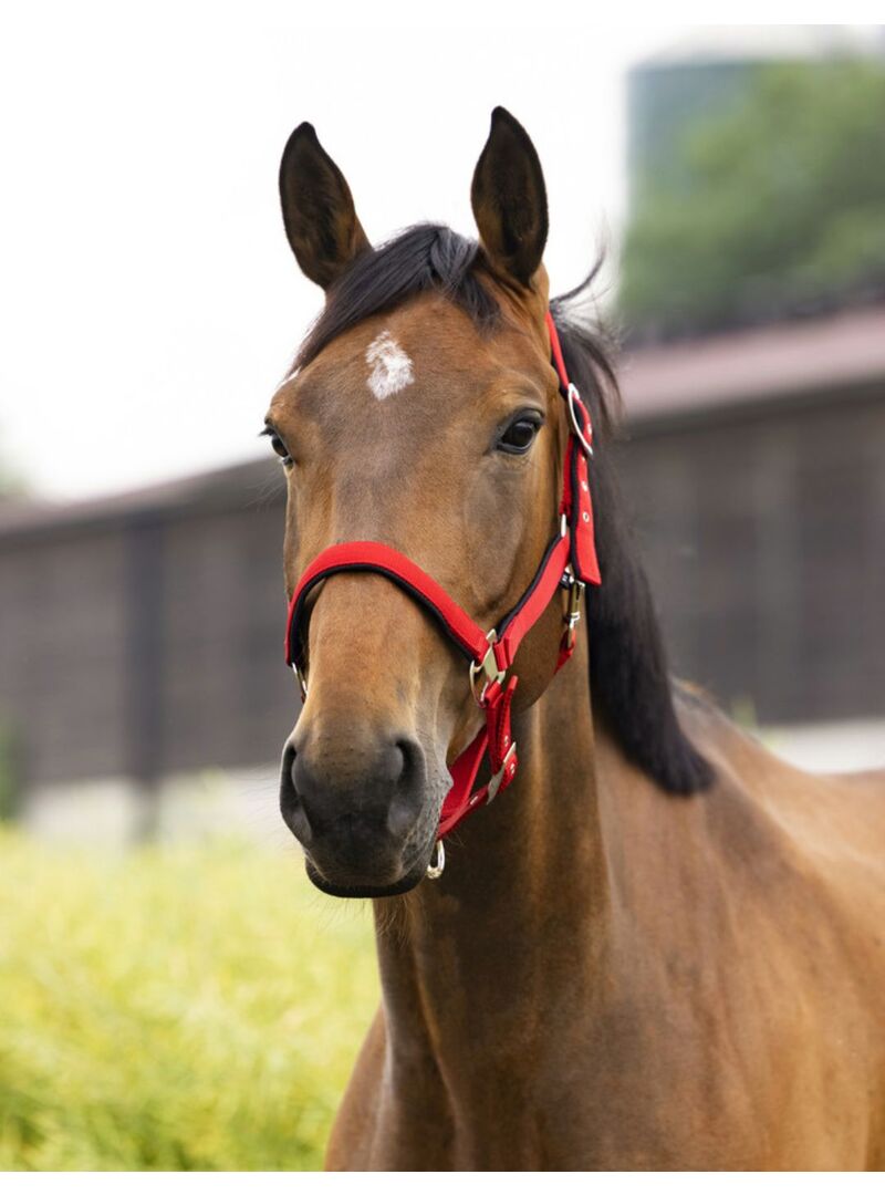 Cabezada cuadra Equitheme 'Air' Negro