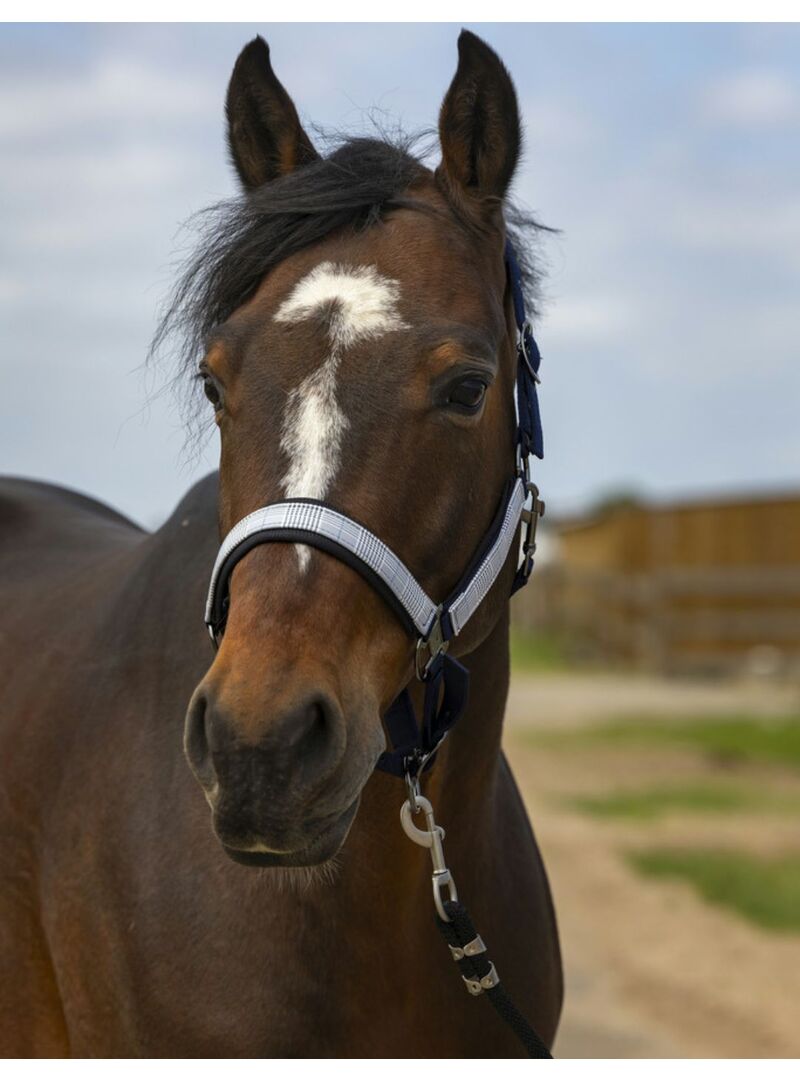 Cabezada de cuadra Equithème "Nylon Check" Negro/Marrón