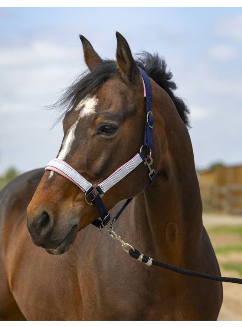 Cabezada de cuadra Equithème "Nylon Check" Negro/Marrón