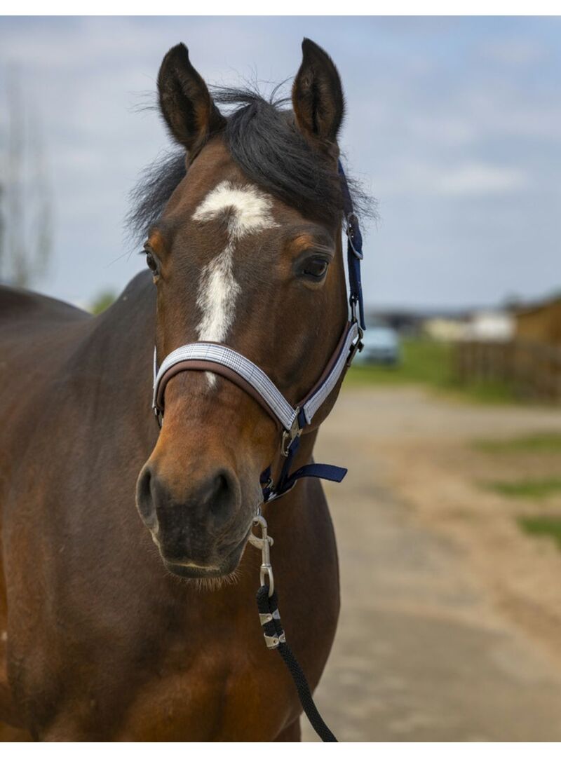Cabezada de cuadra Equithème "Nylon Check" Negro/Marrón
