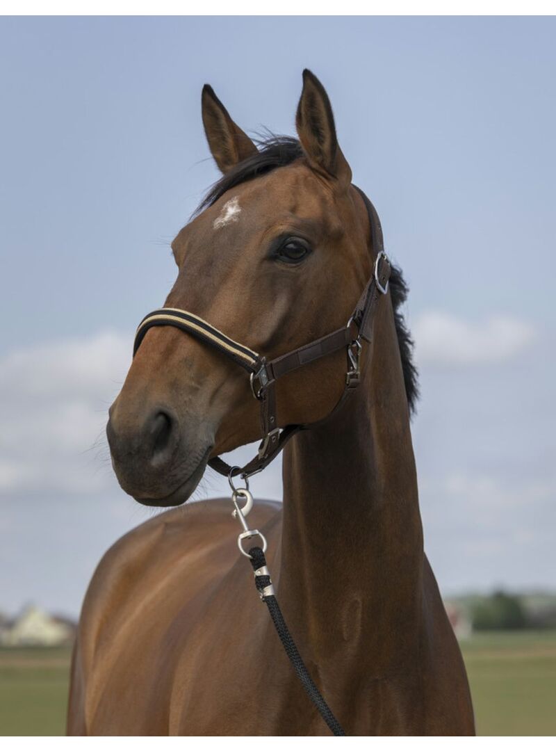 Cabezada de cuadra Equithème "Nylon Chevron" Negro