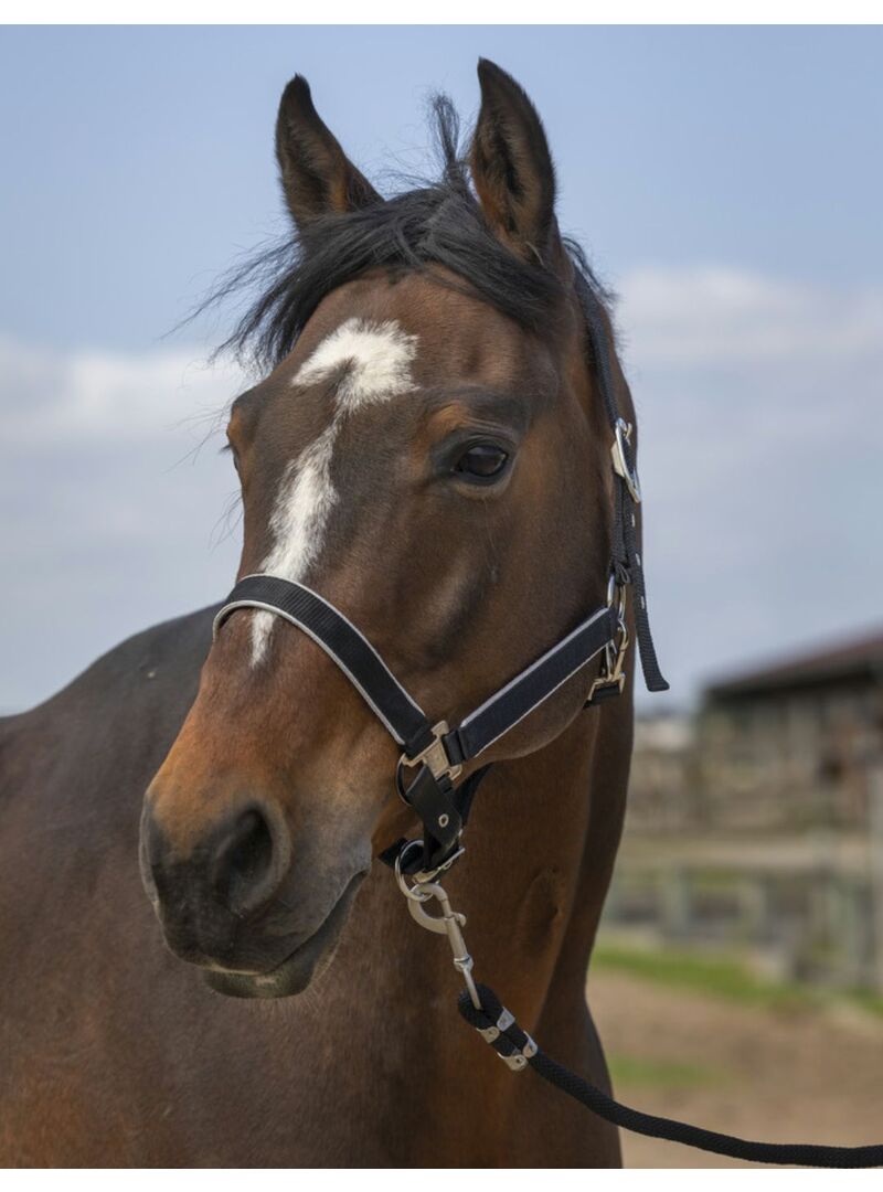 Cabezada de cuadra Equithème "Nylon Light" Azul Royal