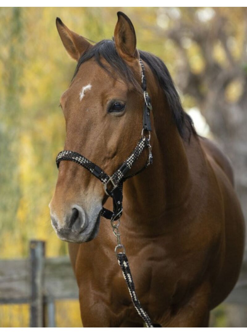 Cabezada de cuadra + Ramal Norton "Tressé" Turquesa/Marino/Negro