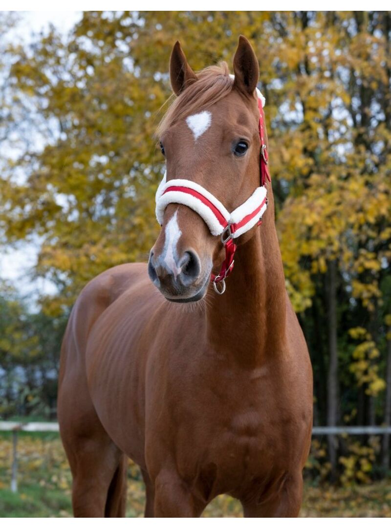 Cabezada de Cuadra Norton “Confort” Rojo/Plateado