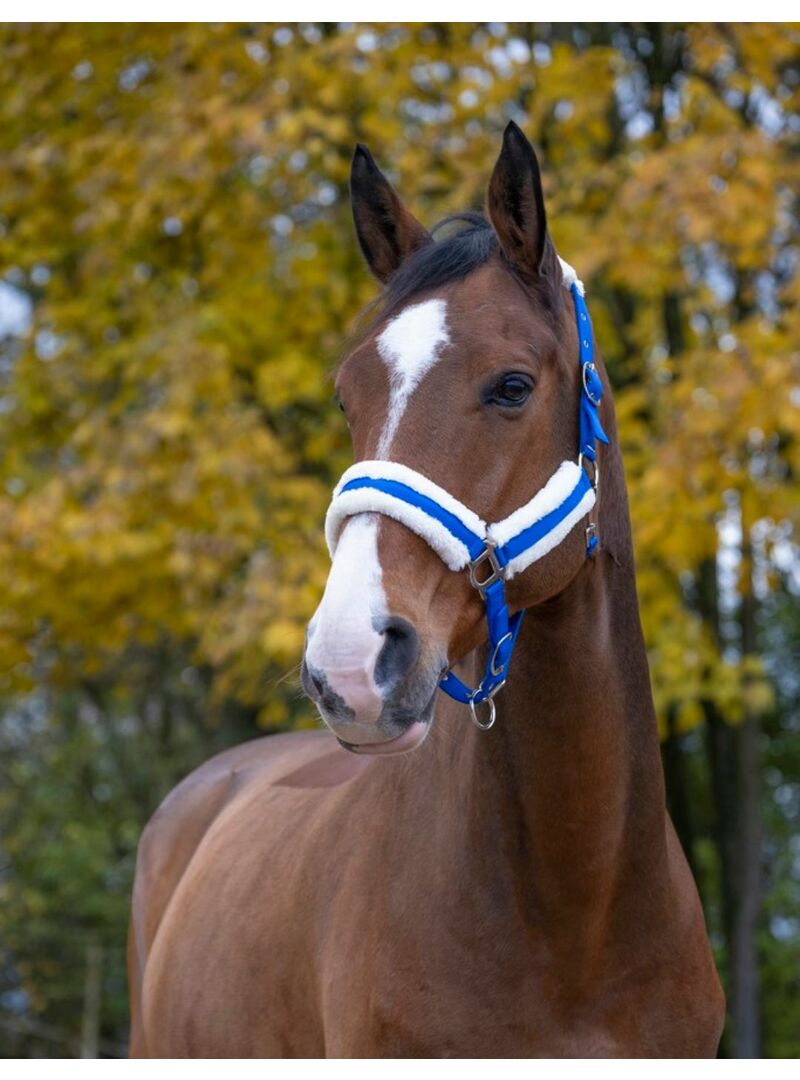 Cabezada de Cuadra Norton “Confort” Azul Vivo/Plateado