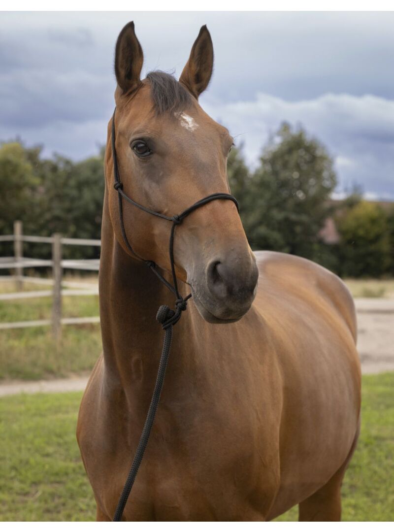 Cabezada de Doma Natural Norton Suave Negro