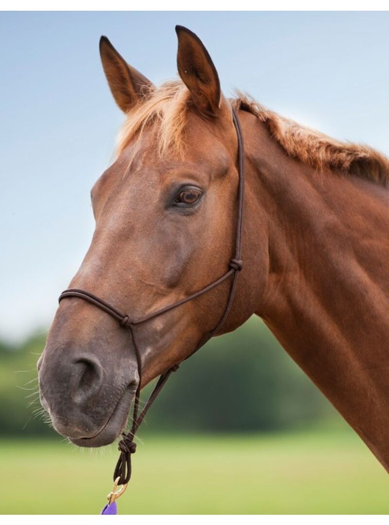 Cabezada de Doma Natural Norton Suave Marrón