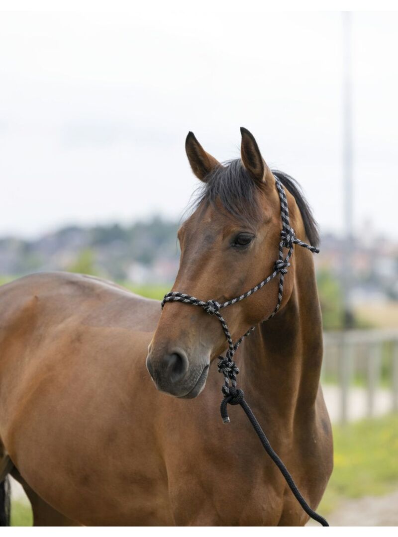 Cabezada Etológica + Ramal Norton “Eco” Gris/Frambuesa/Negro