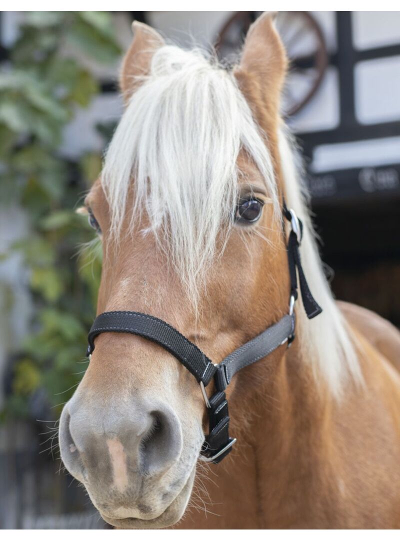 Cabezada de Cuadra Norton Extra-Full Marrón