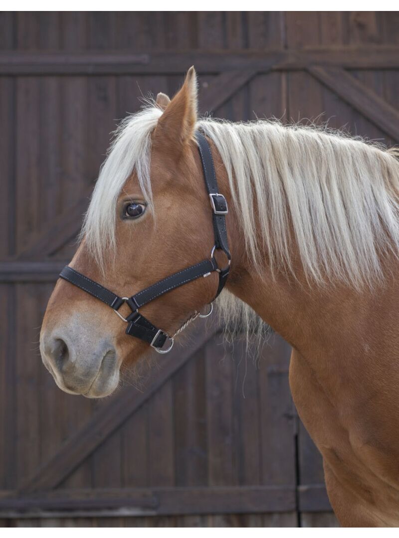 Cabezada para Caballo de Tiro Norton Pro Azul Royal