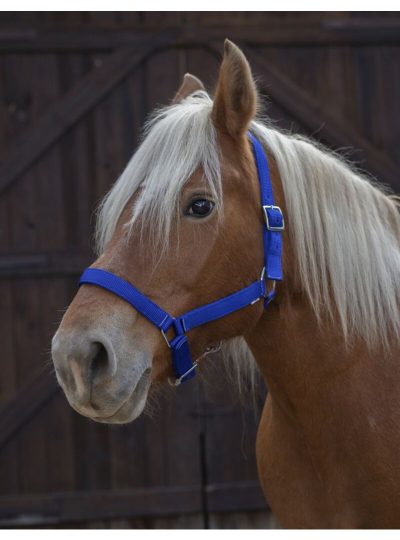 Cabezada para Caballo de Tiro Norton Pro Azul Royal