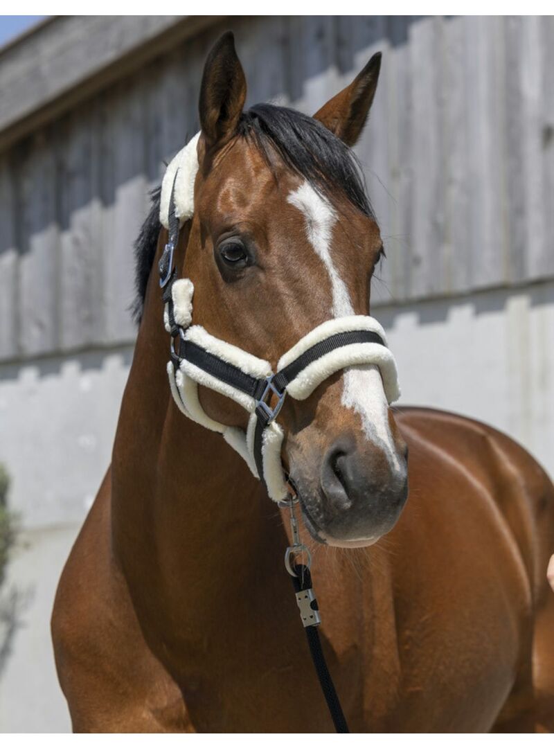 Cabezada de Cuadra Norton “Cosy” Burdeos