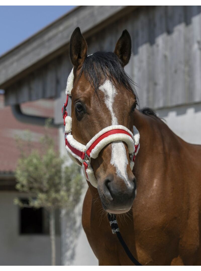 Cabezada de Cuadra Norton “Cosy” Negro