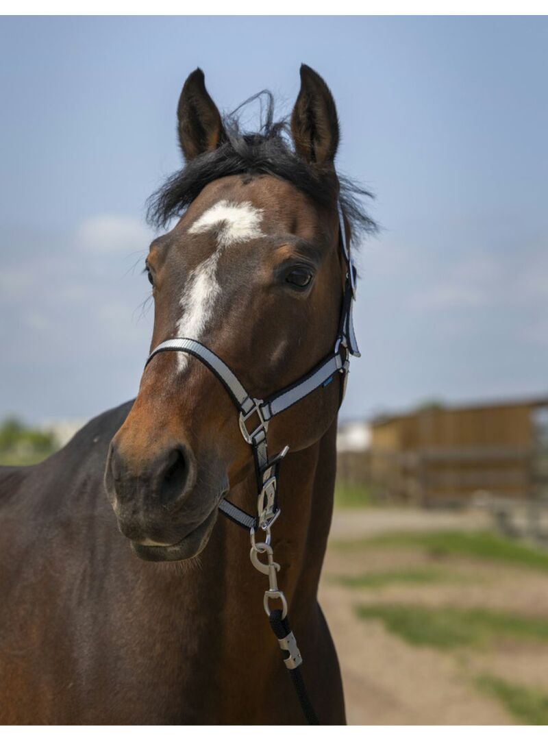 Cabezada de Cuadra Norton “Nylon Soft” Naranja