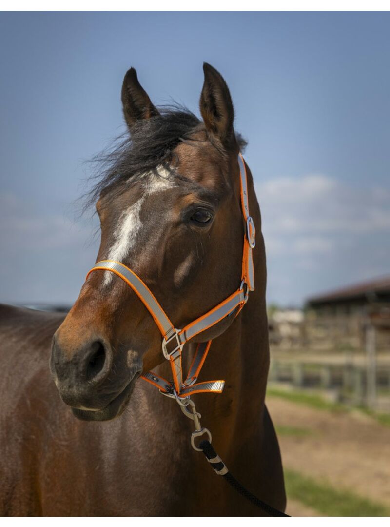Cabezada de Cuadra Norton “Nylon Soft” Naranja