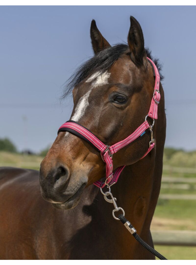 Cabezada de Cuadra Norton “4Lines” Burdeos