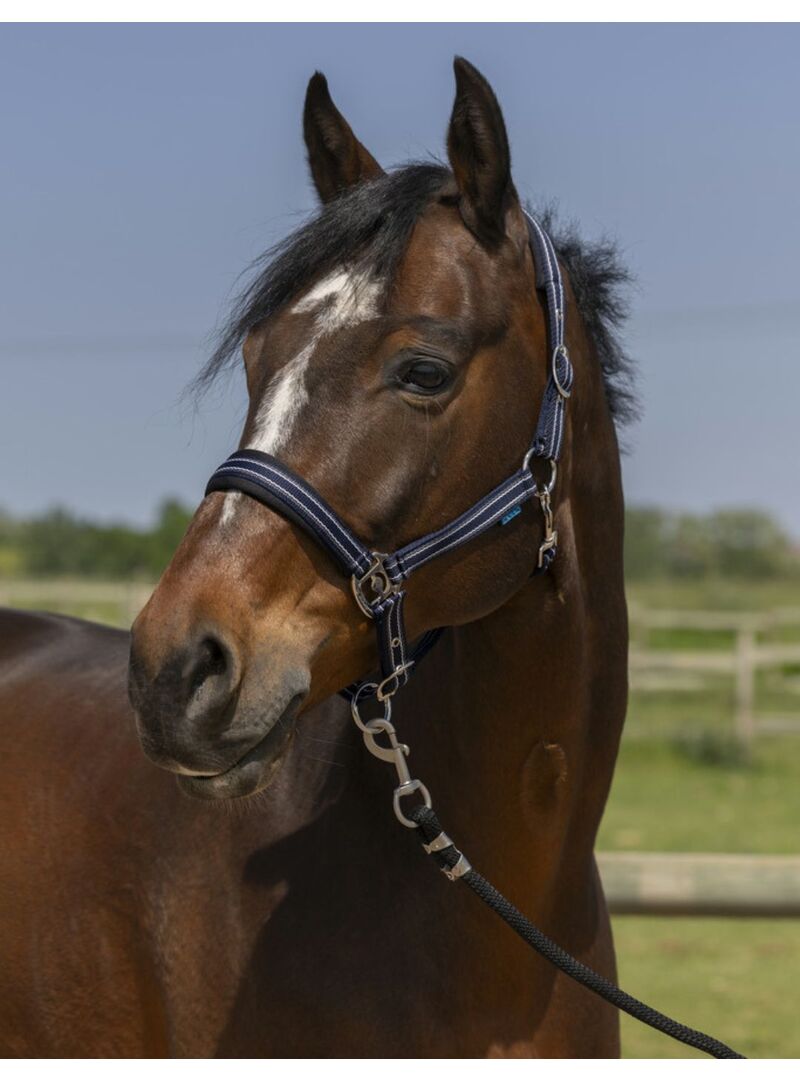 Cabezada de Cuadra Norton “4Lines” Rojo Rosa