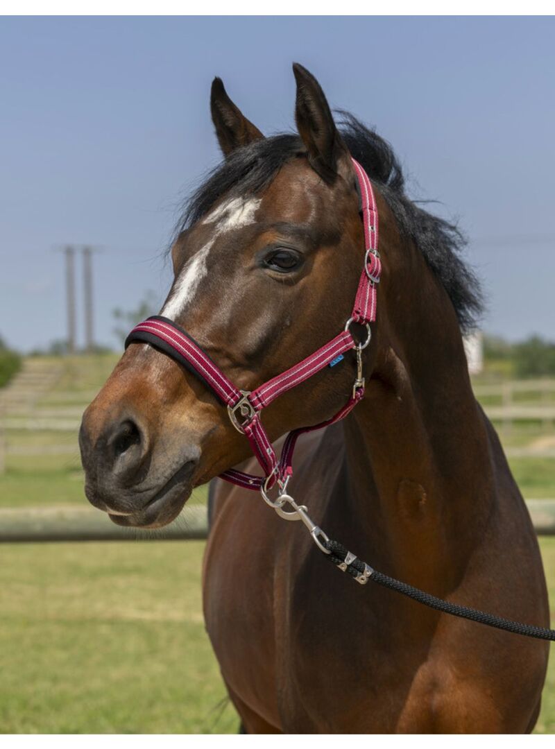 Cabezada de Cuadra Norton “4Lines” Burdeos