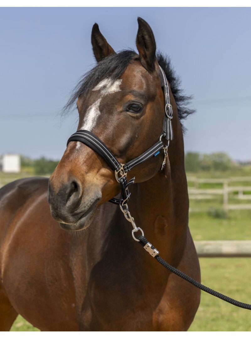 Cabezada de Cuadra Norton “4Lines” Rojo Rosa