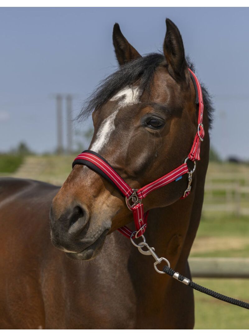 Cabezada de Cuadra Norton “4Lines” Rojo Rosa