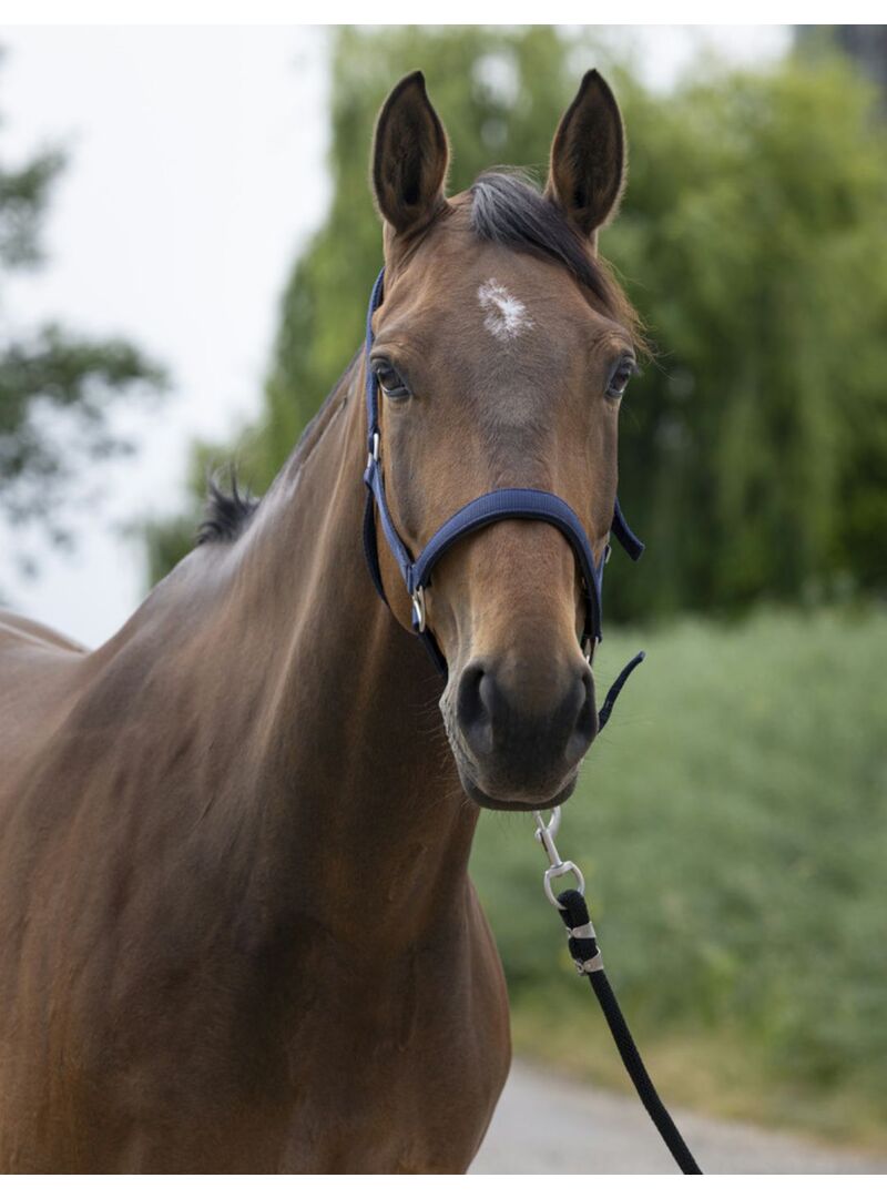 Cabezada Norton “Satine” Verde Oscuro/Negro