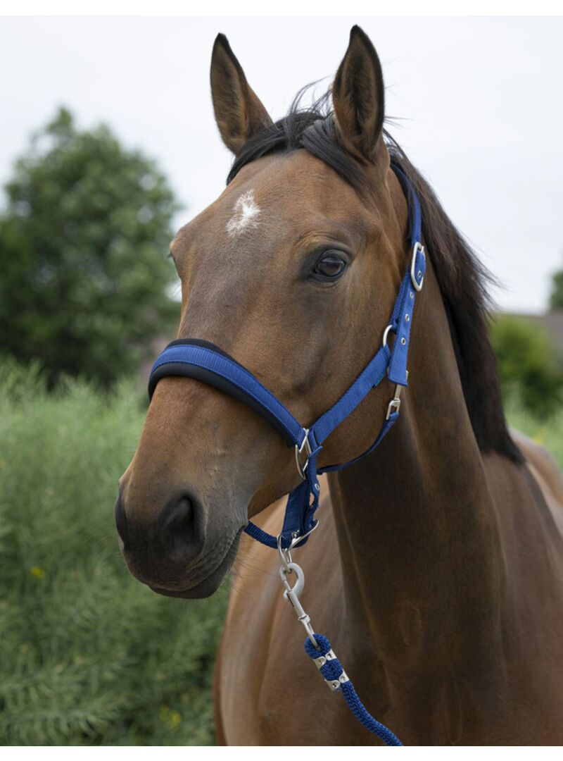 Cabezada de Cuadra + Ramal Norton “Large” Negro