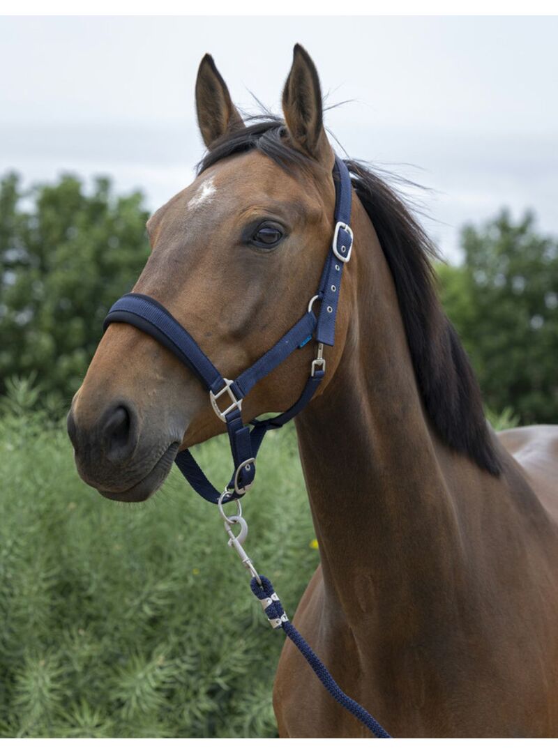 Cabezada de Cuadra + Ramal Norton “Large” Negro