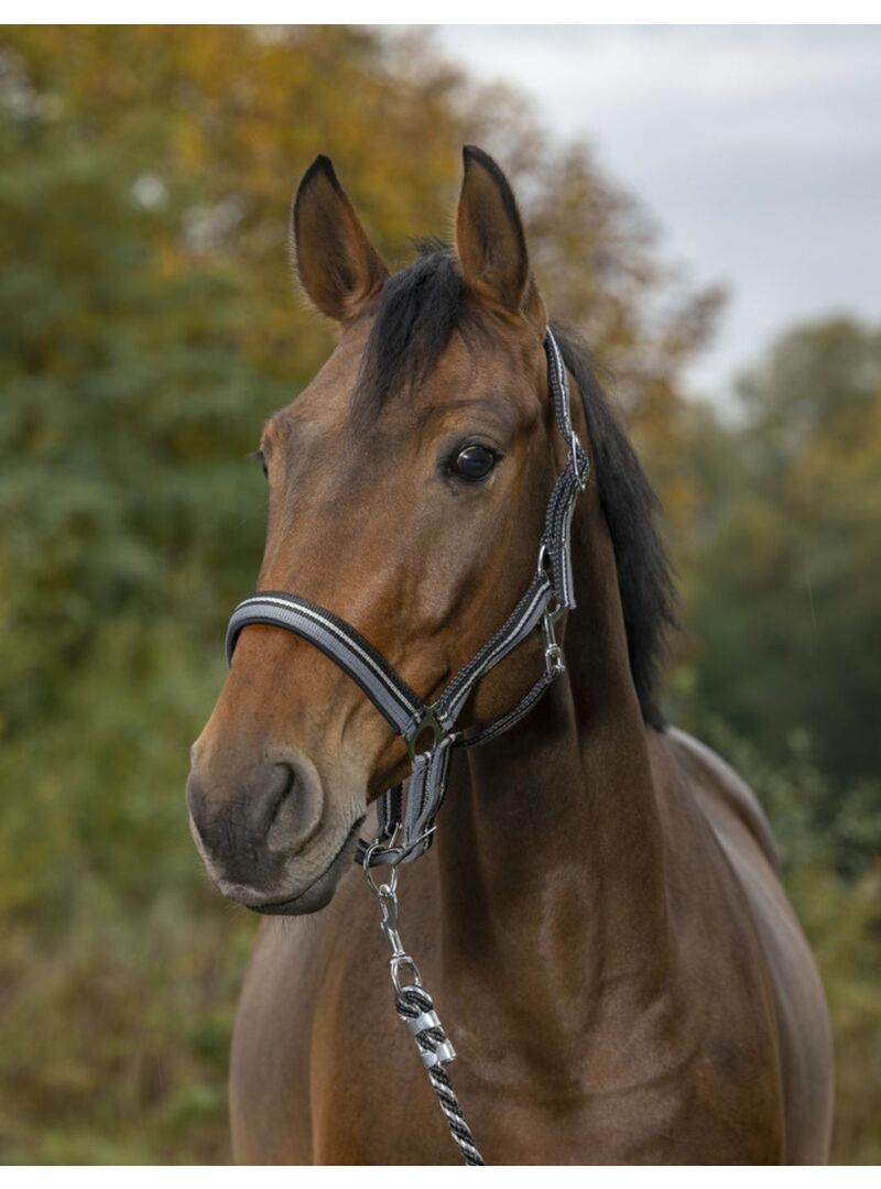 Cabezada + Ramal Norton “Brillant” Ciruela/Marino/Oro Rosa