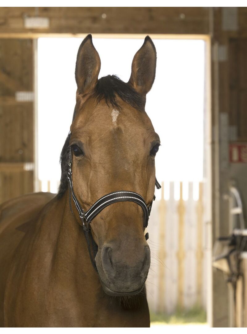 Cabezada de Cuadra Norton “Reflective” Marino