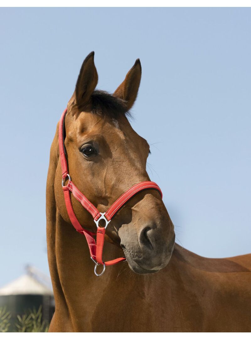 Cabezada de Cuadra Norton “Reflective” Rojo