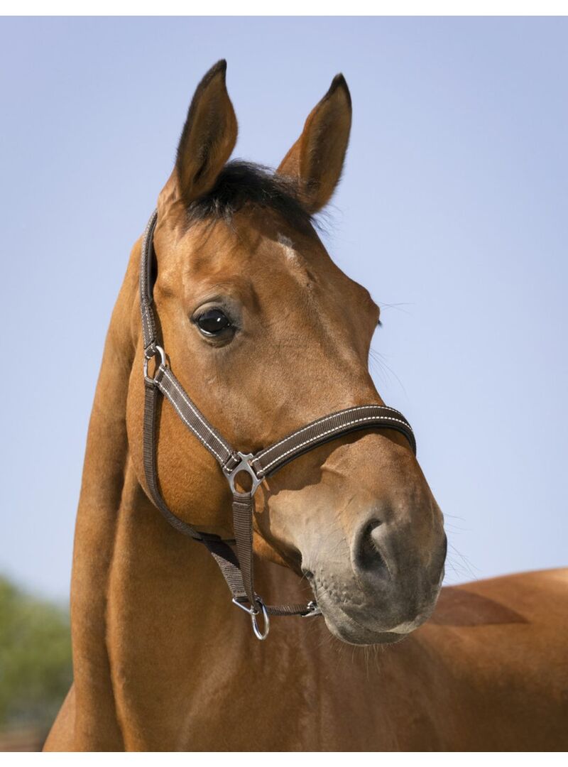 Cabezada de Cuadra Norton “Reflective” Chocolate