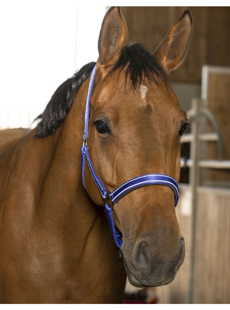 Cabezada de Cuadra Norton “Reflective” Azul