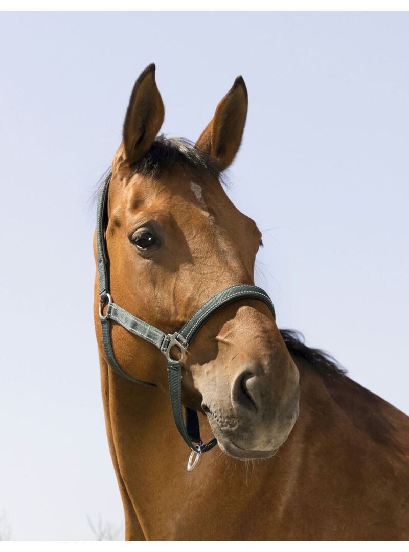 Cabezada de Cuadra Norton “Reflective” Verde