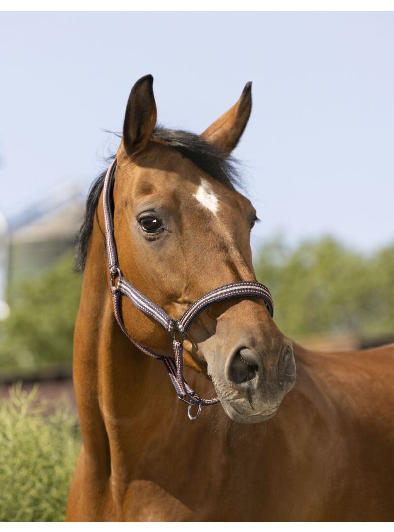 Cabezada de Cuadra Norton “Boucleire Noire” Gris