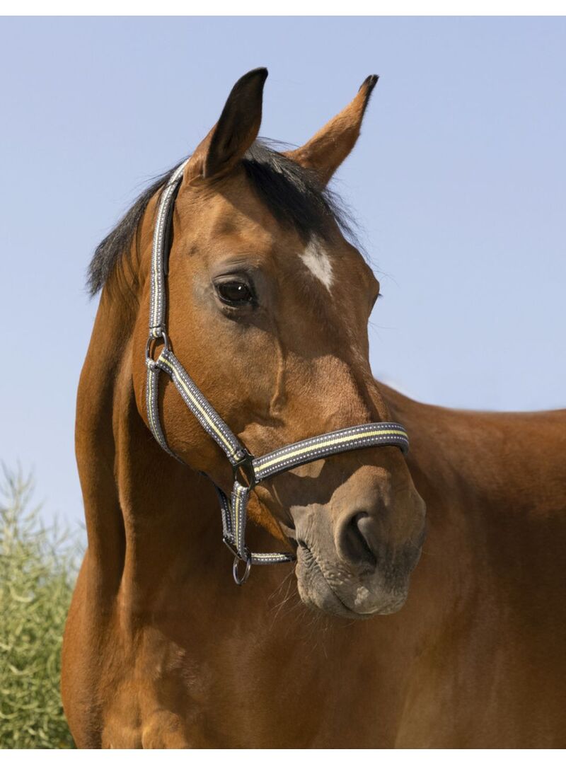 Cabezada de Cuadra Norton “Boucleire Noire” Gris