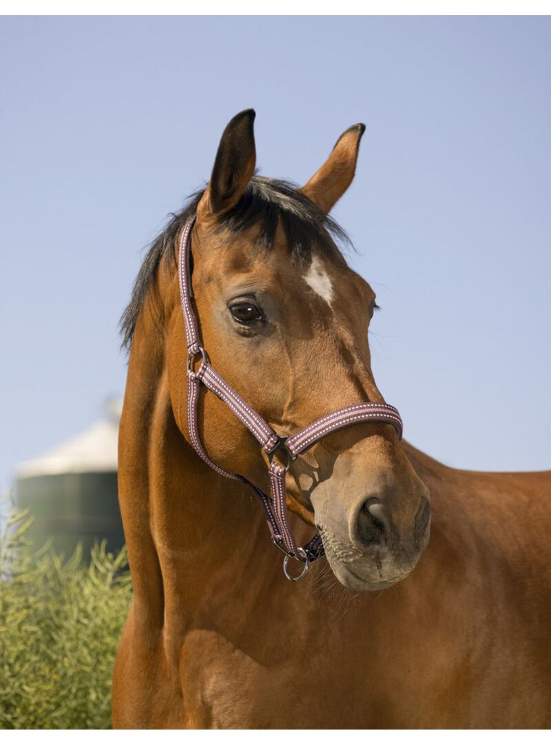 Cabezada de Cuadra Norton “Boucleire Noire” Ciruela