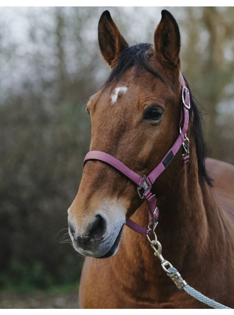 Cabezada de Nylon Equitheme “Spring” Azul