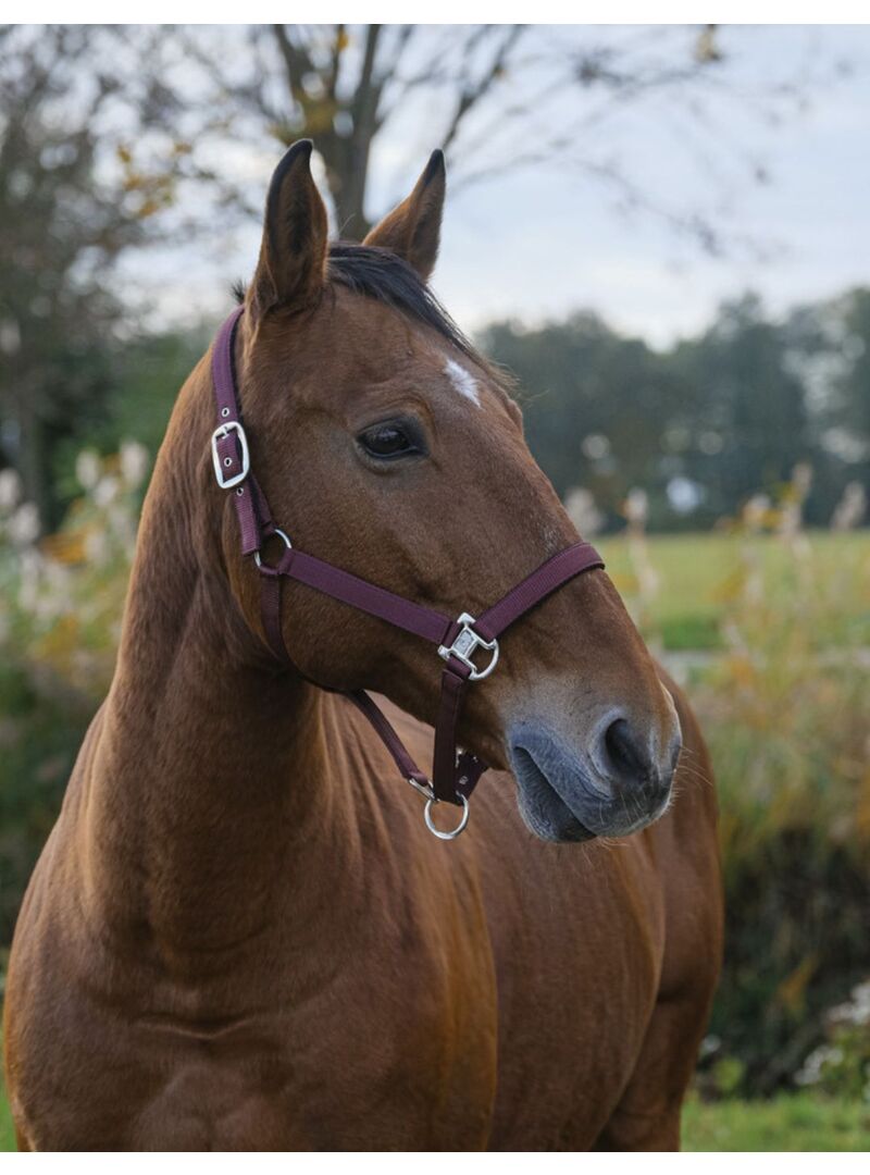 Cabezada de Nylon Equitheme “Spring” Azul