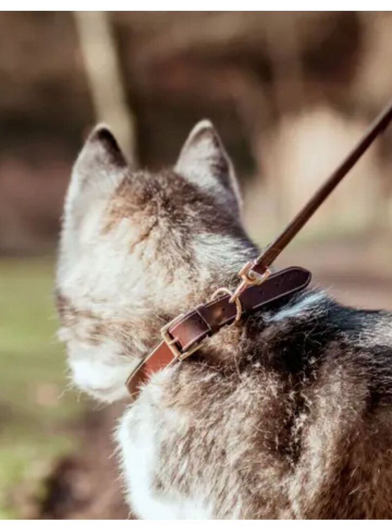 Collar de Perro Flat Dyon Marrón
