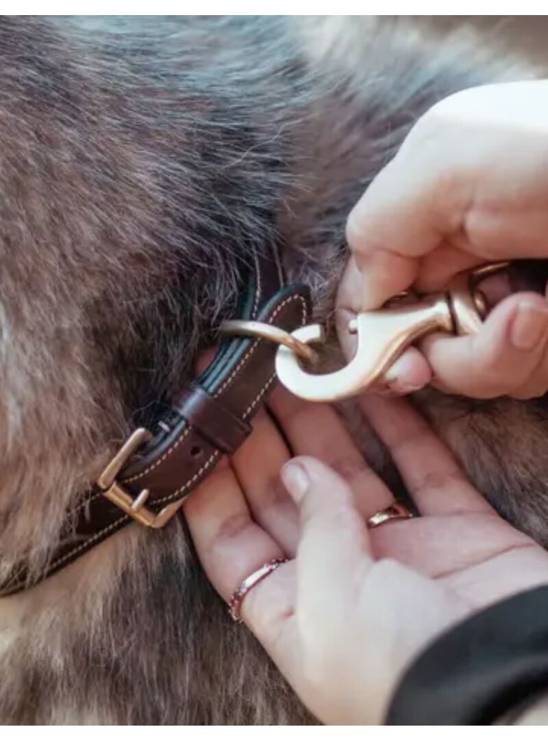Collar de Perro Fancy Dyon Marrón