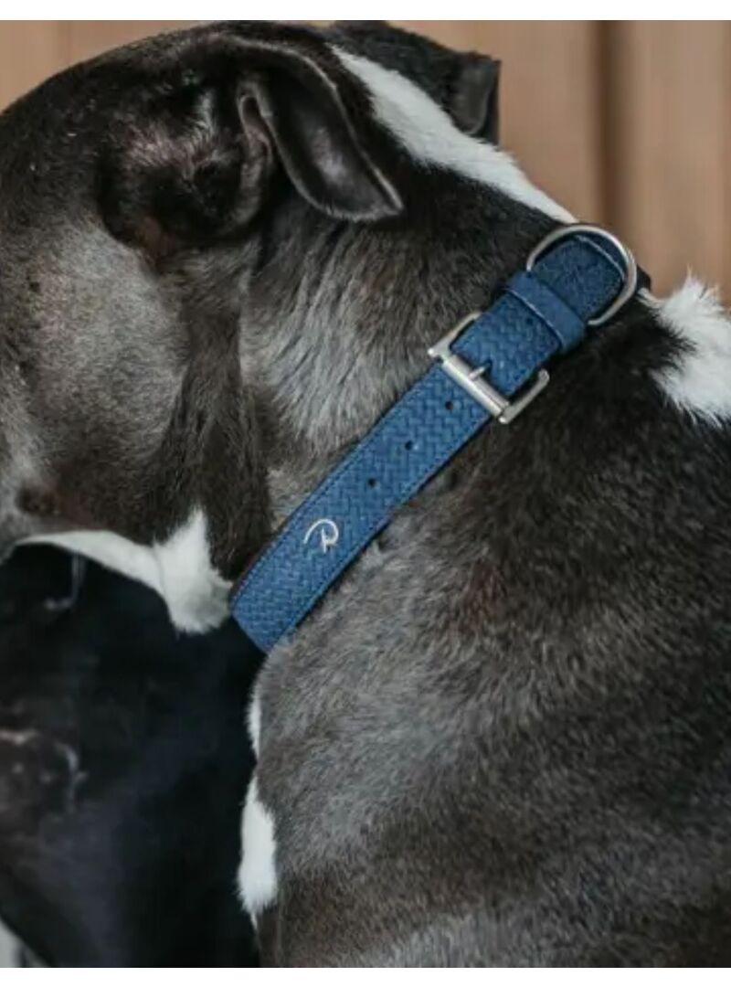 Collar de Perro Basket Dyon Marino