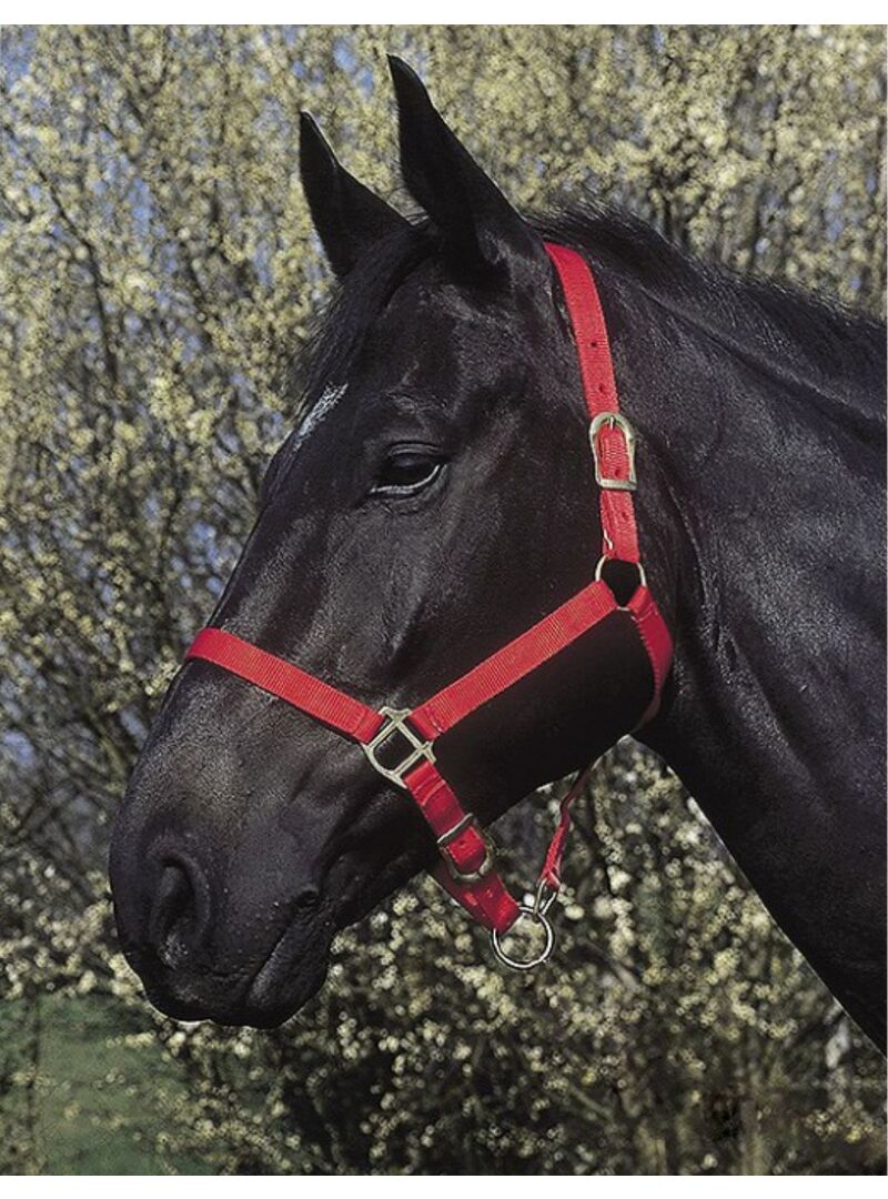 Cabezada de Cuadra Riding World Rojo