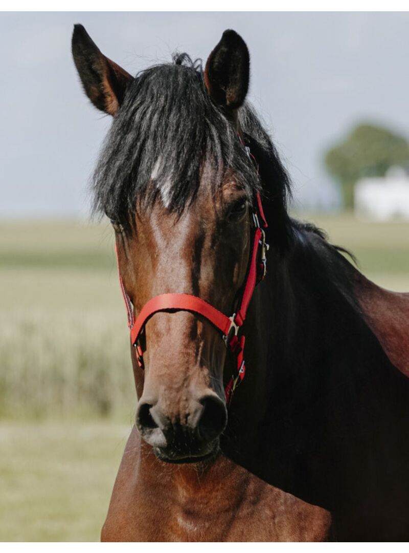 Cabezada de Nylon Riding World “Cushion” Rojo